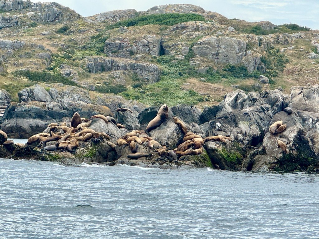 Encountering Whales and Wildlife Near Quadra&nbsp;Island