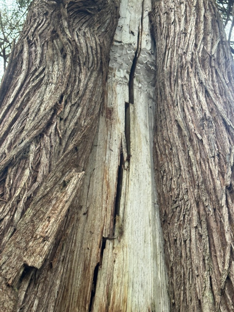 Culturally modified tree in the Burdwood Group Islands.