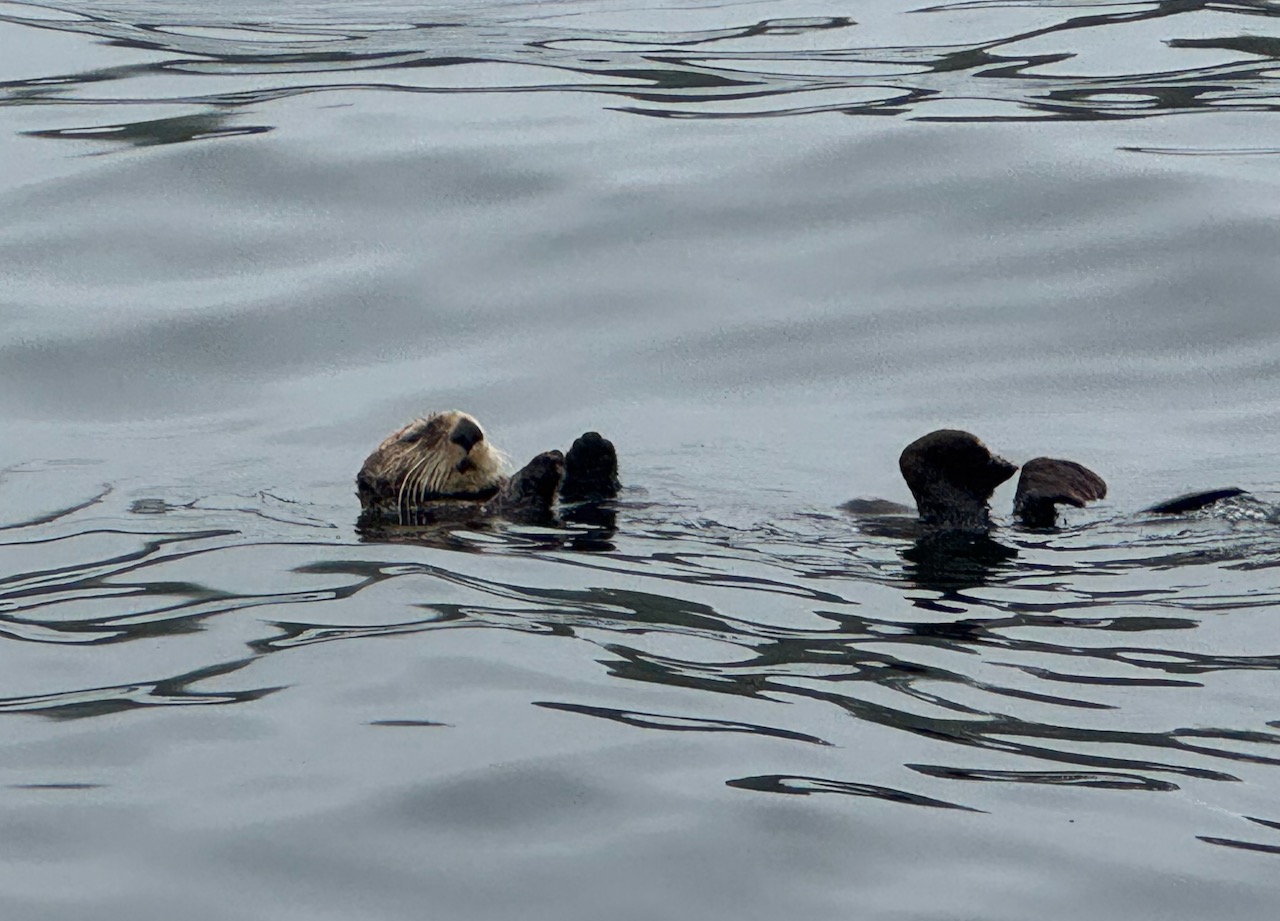 Sea Otter