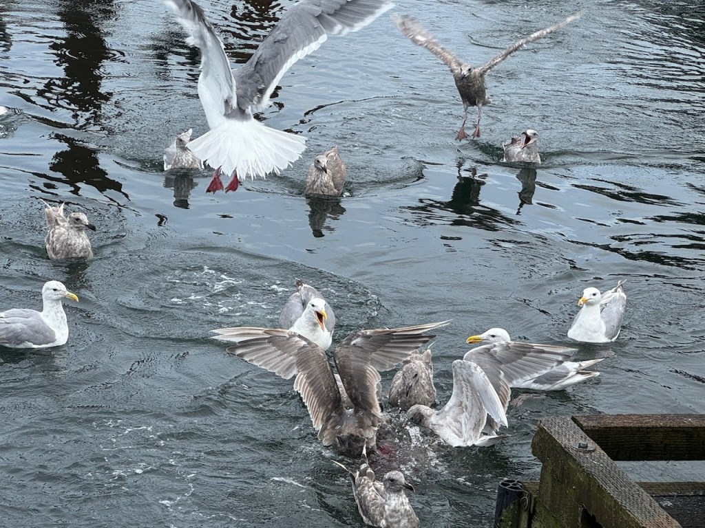 Gulls fight over fish guts at the dock in Tofino.