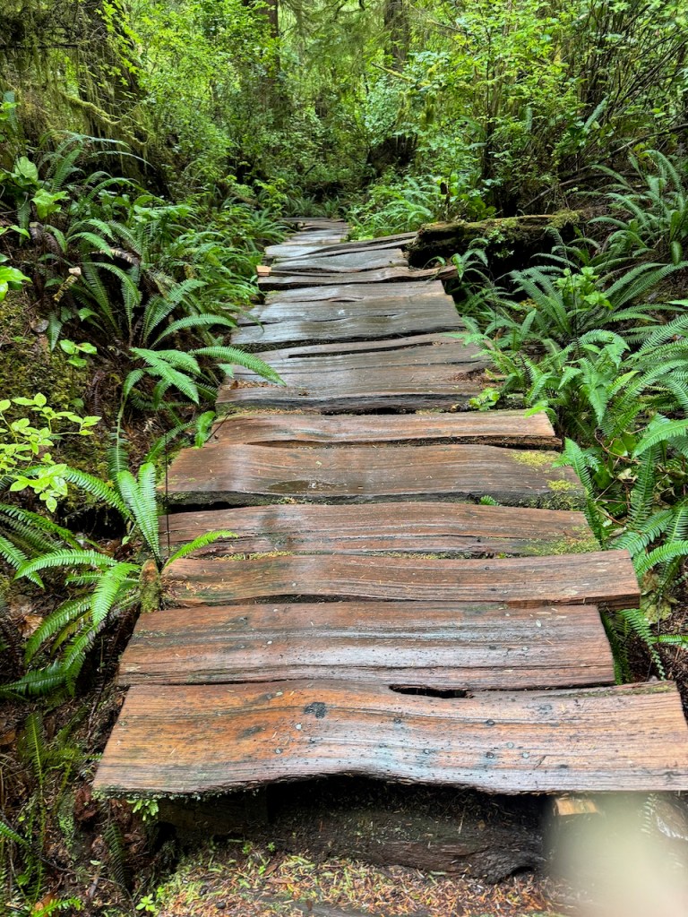 Rugged split-cedar boardwalk on the Big Trees Trail.