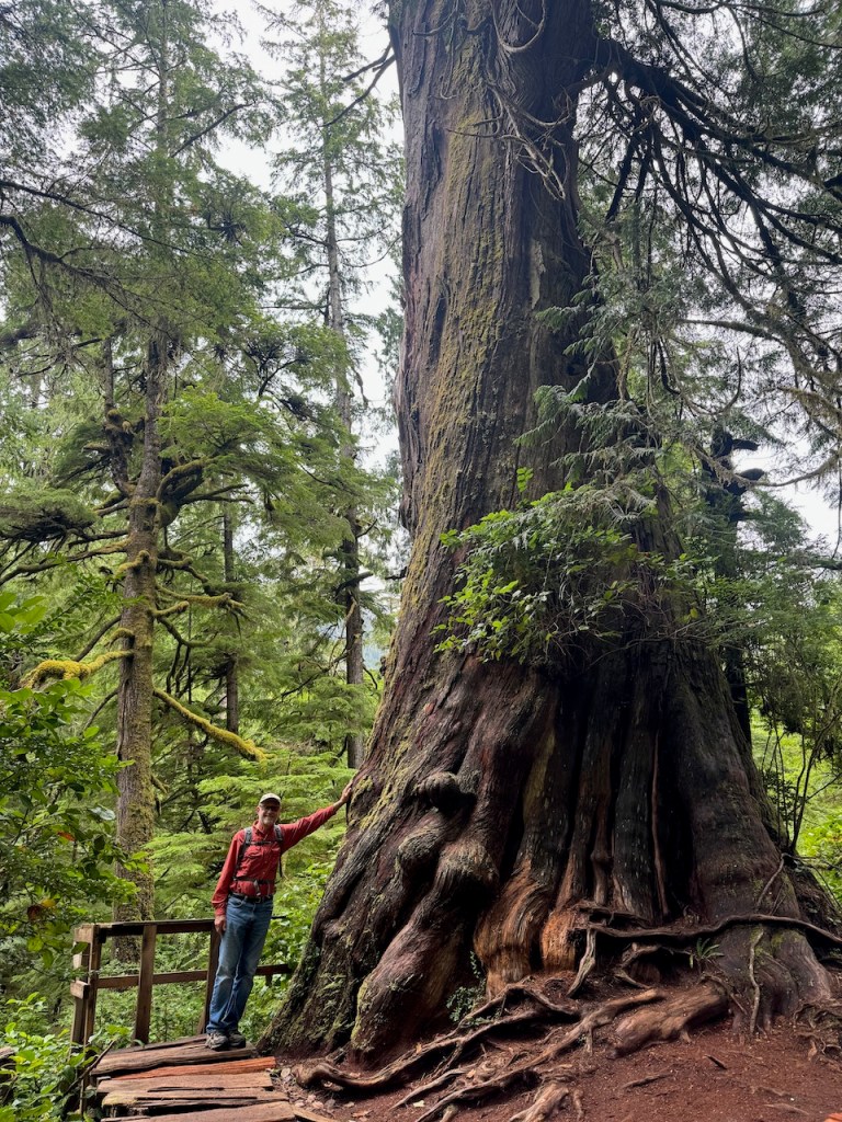 David with a thousand-year-old tree on Meares Island.