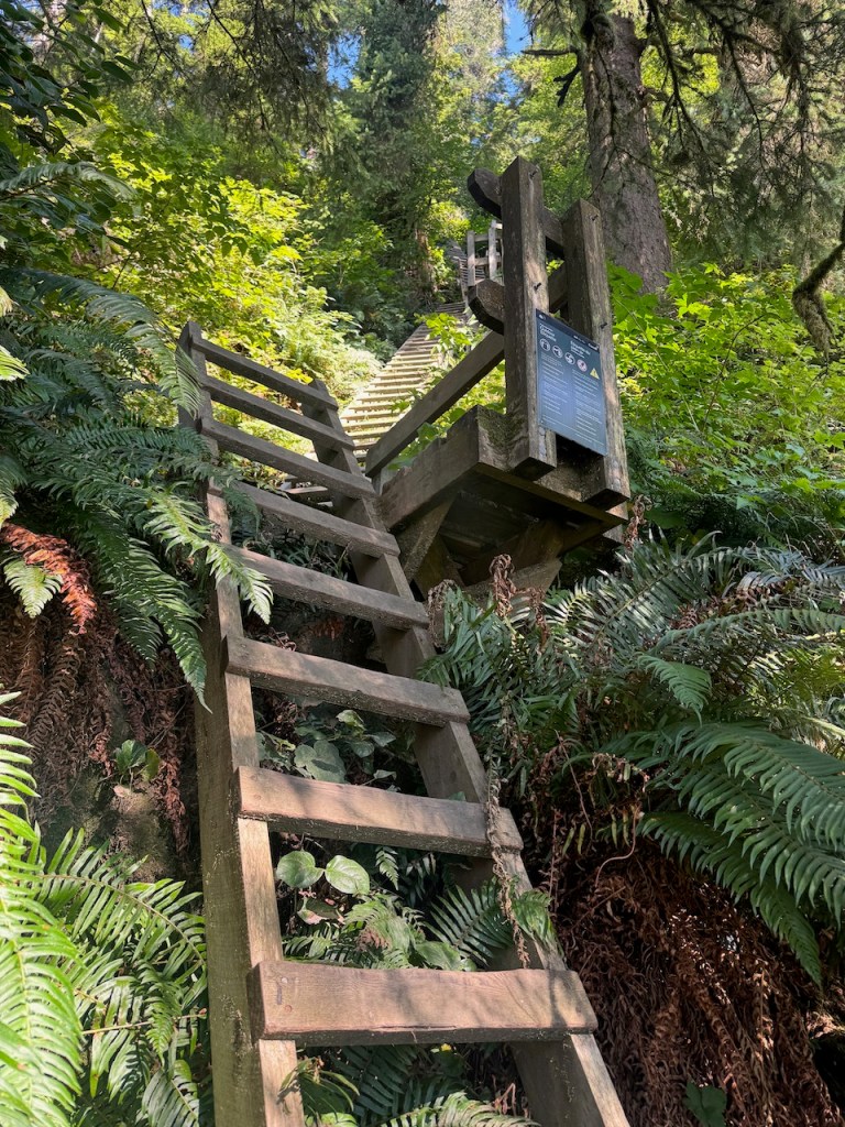West Coast Trail ladder at Thrasher Cove.